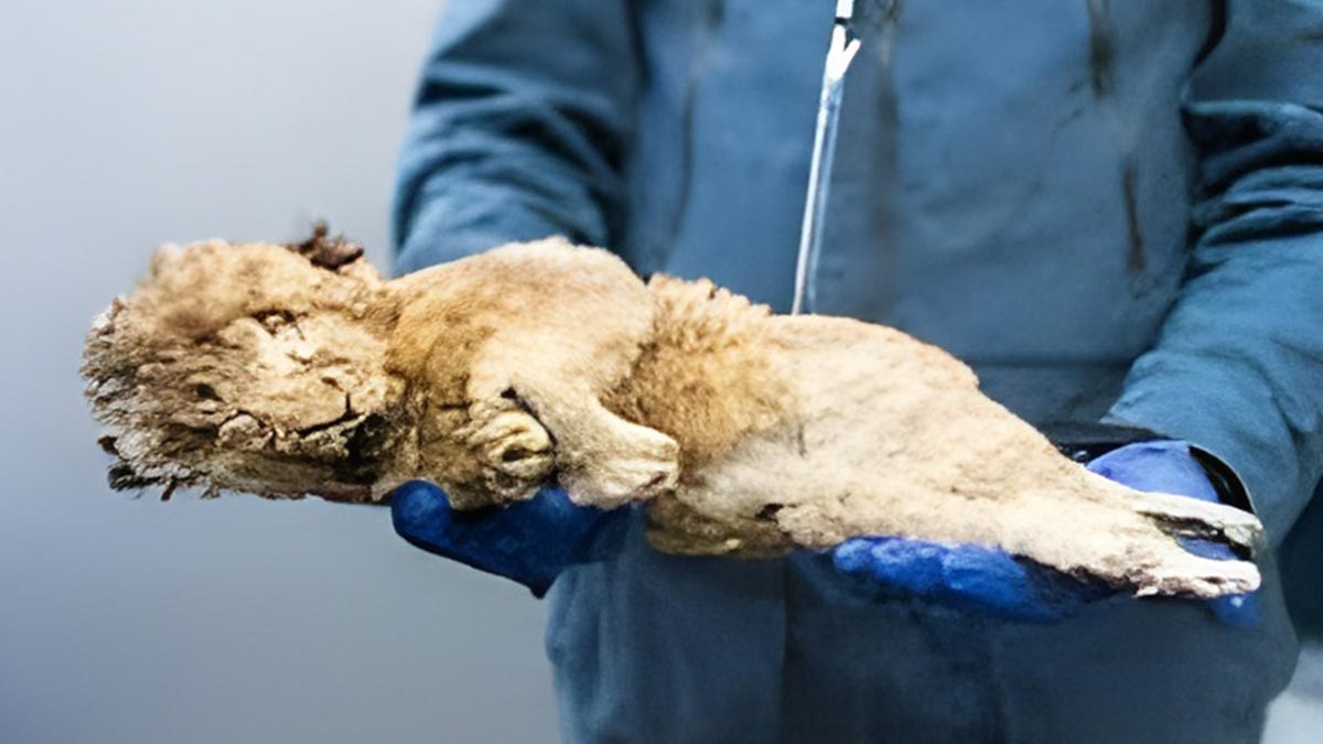 35,000-year-old saber-toothed cat kitten preserved in Siberian permafrost