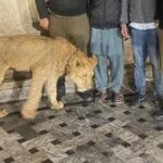 لاہور میں پالتو شیر کے حملے کا افسوسناک واقعہ، 8 سالہ بچے کا بازو چبا لیا گیا