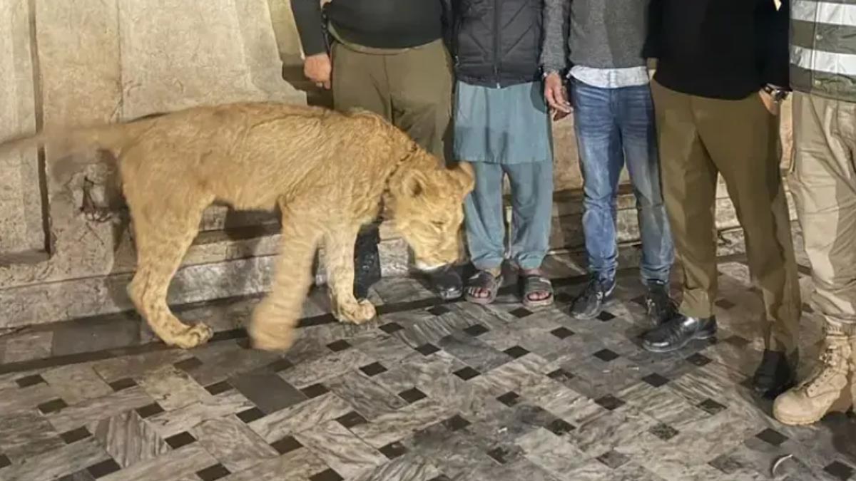 لاہور کے علاقے سبزہ زار میں پالتو شیر کے حملے کا افسوسناک واقعہ، جہاں 8 سالہ بچے کا بازو شدید زخمی ہوا۔