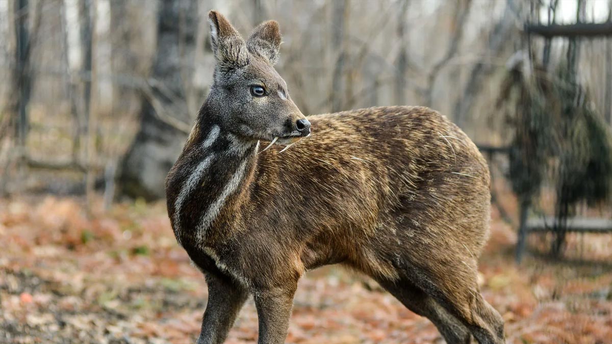 کشمیر کے برف پوش پہاڑوں میں معدوم ہوتی کستوری ہرن قدرتی مسکن میں