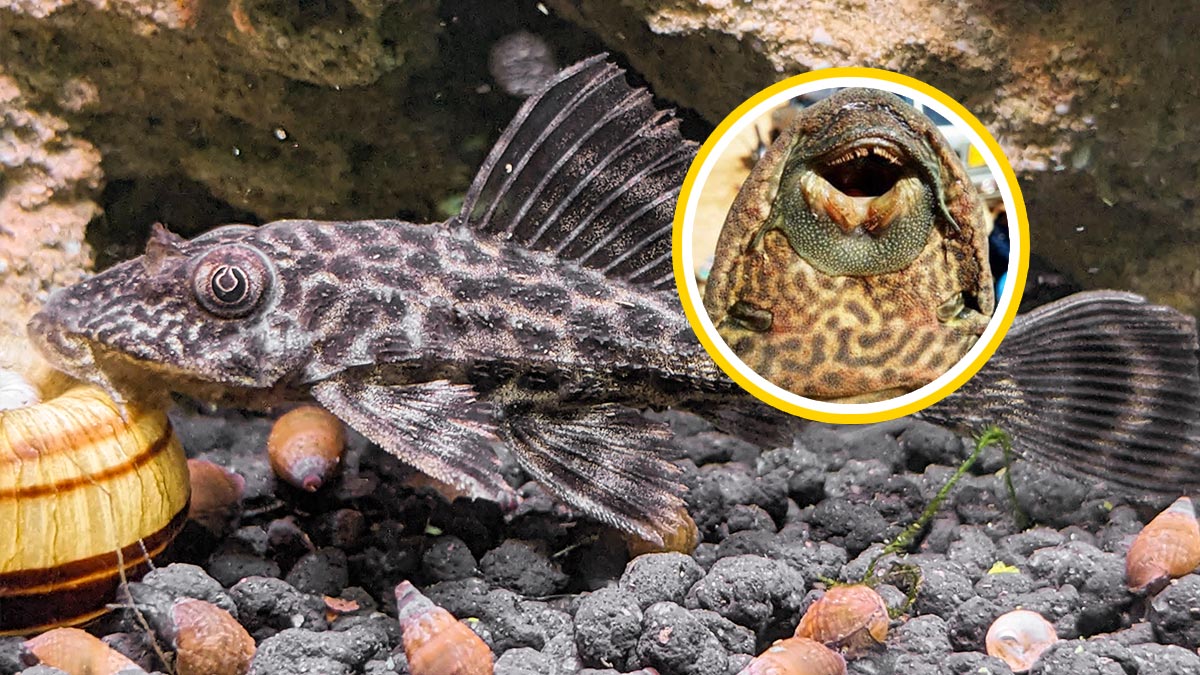 سندھ کے دریاؤں میں خطرناک کیٹ فِش مچھلی