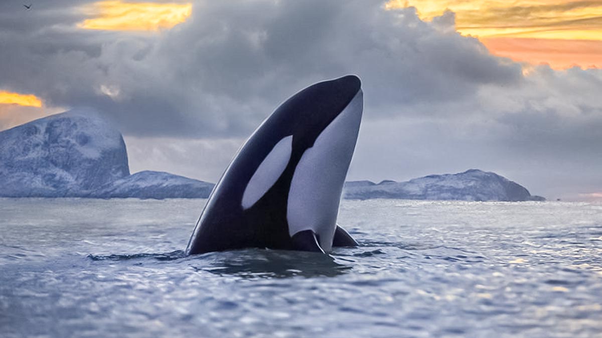 گرین لینڈ میں پگھلتی برف کے قریب اورکا وہیل کی غیر معمولی موجودگی