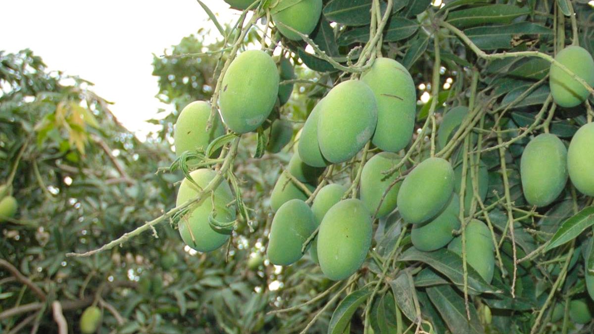 لودھراں میں آم کی پیداوار، کیا پاکستان میں آم پورا سال مل سکتا ہے؟