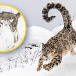 چترال میں برفانی چیتے کی قدرتی موت: انسان اور جنگلی حیات کے بہتر باہمی تعلق کی علامت