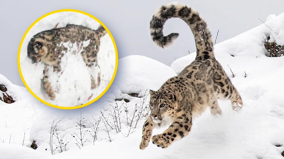 چترال میں برفانی چیتے کی قدرتی موت