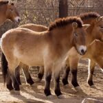 دنیا کے آخری جنگلی گھوڑوں کی واپسی — ایک عظیم بحالی کی کہانی