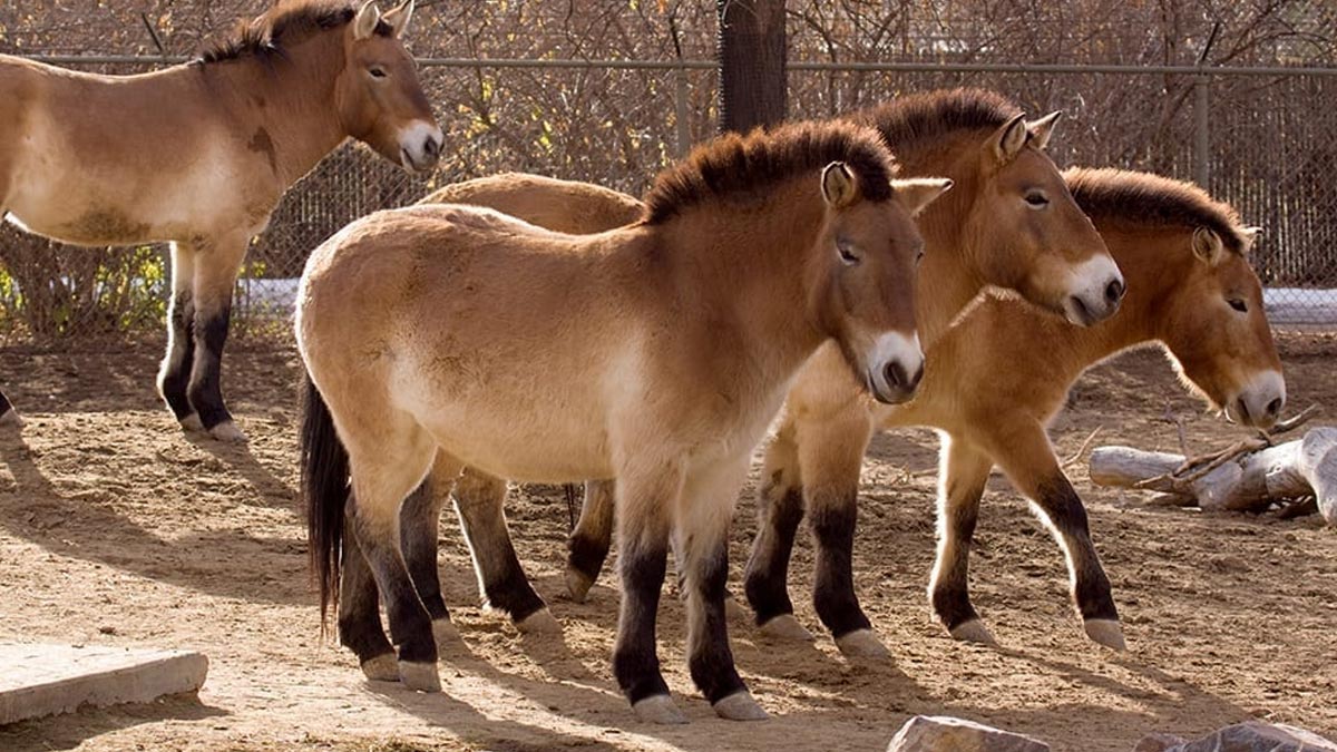 سنکیانگ کے صحرا نما میدان میں آزادانہ دوڑتا ہوا نایاب جنگلی گھوڑا (Przewalski’s Horse)، جو معدومی کے خطرے سے واپس قدرتی ماحول میں بحال کیا گیا۔