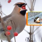 جب پرندے ‘نشے’ میں دھت ہو جائیں: خمیر شدہ بیریز کا دلچسپ قصہ