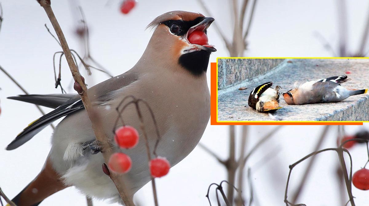ایک مدہوش پرندہ جو درخت کی شاخ پر خمیر شدہ سرخ بیریز کے پاس لڑکھڑا رہا ہے