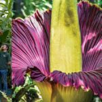 ٹائٹن اروم (Titan Arum): دنیا کا سب سے بڑا اور بدبودار ترین پھول
