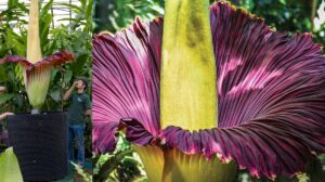 ٹائٹن اروم (Titan Arum): دنیا کا سب سے بڑا اور بدبودار ترین پھول