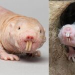 ننگا مولی ریٹ: قدرت کا ایک انوکھا اور پراسرار شاہکار