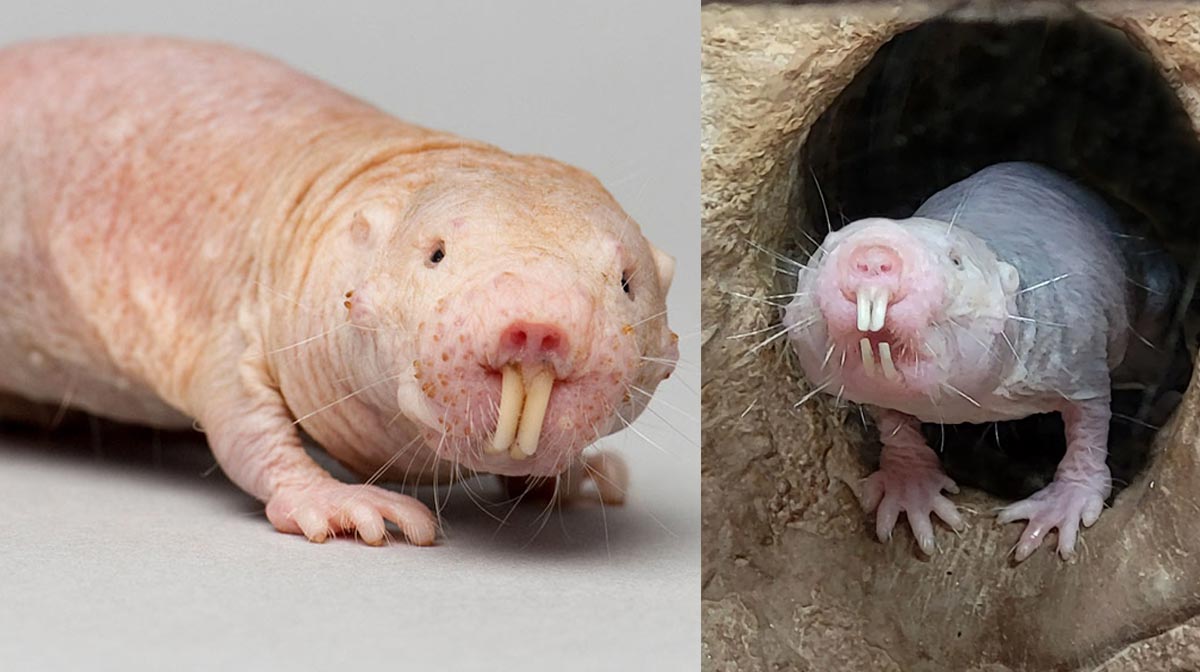 ایک ننگا مولی ریٹ (Naked Mole-Rat) کی قریبی تصویر جس میں اس کی جھریوں والی گلابی جلد، چھوٹے بال نما ریشے اور زمین کھودنے والے بڑے سامنے کے دانت نمایاں نظر آ رہے ہیں۔