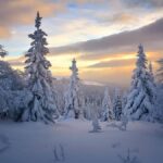 روس کے عظیم “ٹائیگا” جنگلات: زمین کو ماحولیاتی تباہی سے بچانے والی سب سے بڑی ڈھال