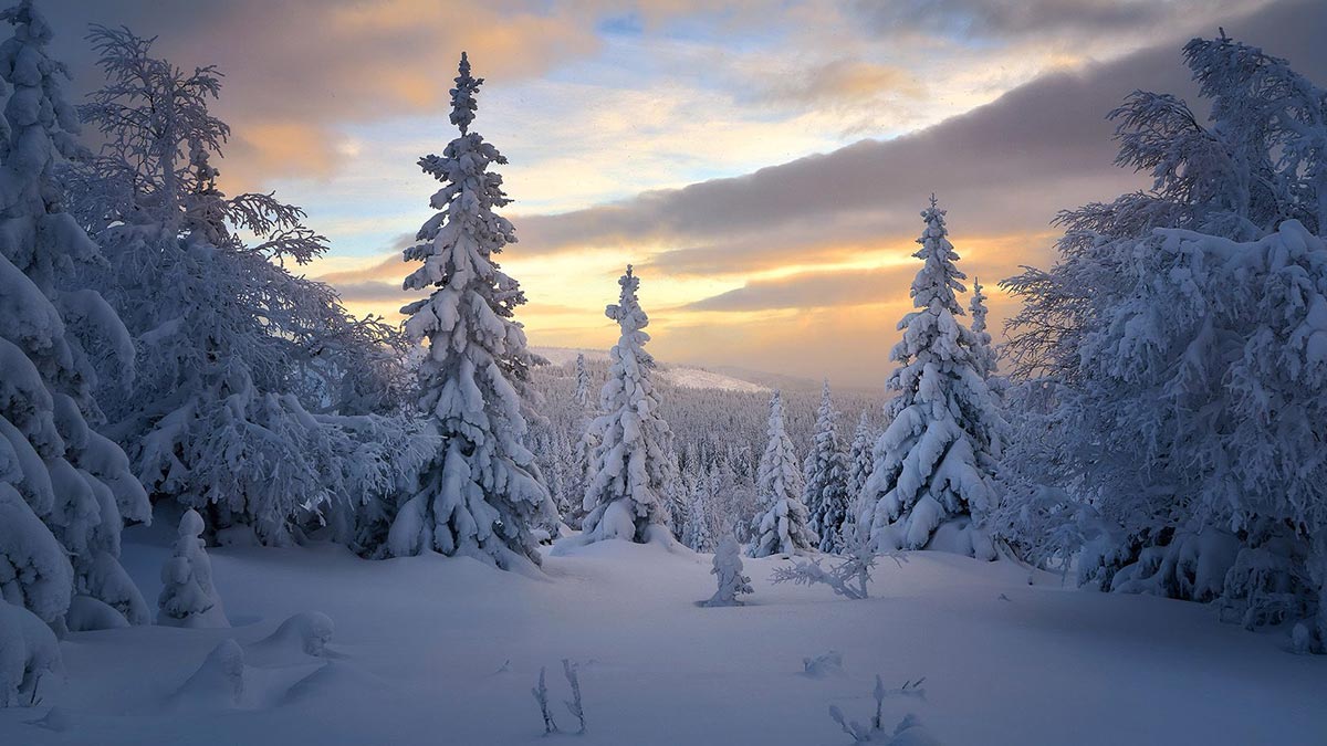 روس کے عظیم “ٹائیگا” جنگلات: زمین کو ماحولیاتی تباہی سے بچانے والی سب سے بڑی ڈھال