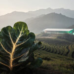 چین میں نایاب پودے کی دریافت: اب دھاتیں کھیتوں میں اگیں گی